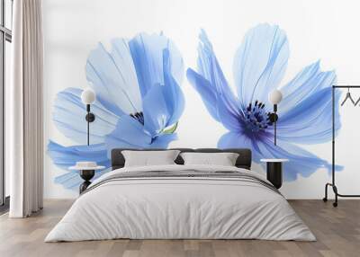 Blue flowers isolated on white background Two cosmos flowers toned in blue for design : Generative AI Wall mural