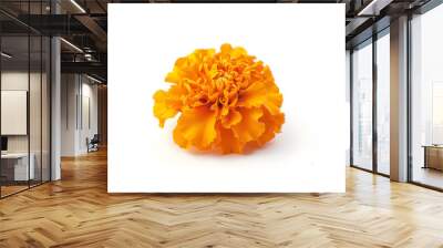 fresh marigold or tagetes erecta flower isolated on white background with full depth of field : Generative AI Wall mural