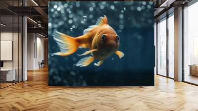 Goldfish swimming in a glass aquarium with water drops on it.generative ai Wall mural