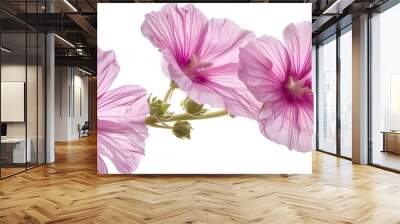 Greater musk mallow flowers isolated  on white background : Generative AI Wall mural