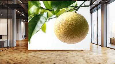 Pomelo fruit with green leaf on tree branch isolated on white background : Generative AI Wall mural