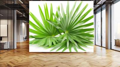 Fresh Saw Palmetto Leaves Isolated on a White Background, Vibrant Green Foliage Wall mural