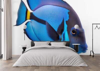 Aquarium blue tang fish isolated on white background. Generative AI Wall mural