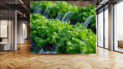 Automated irrigation system watering rows of fresh green lettuce in a large outdoor farm Wall mural