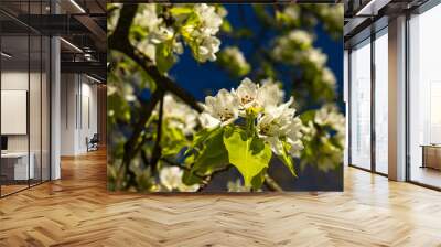 Blooming apple tree branch with pink and white flowers on natural dark blue sky blurred background. Spring time card. Copy space Wall mural