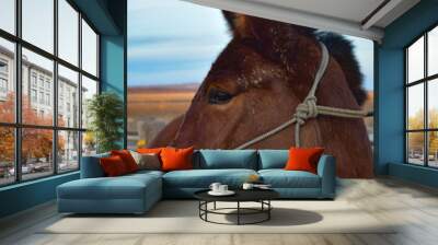 Brown Mule Wall mural