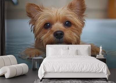 Adorable Yorkshire Terrier Taking a Bath Wall mural