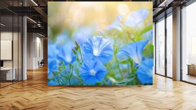 Vibrant blue morning glory flowers in a sunny summer garden Wall mural