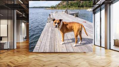 Big beautiful American bulldog red and white color. A brave smart pet dog stands on a wooden pier by the sea. Pedigreed purebred American bulldog friend of the family. Wall mural