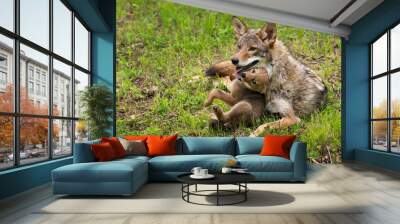 Coyote Pup (Canis latrans) Squirms and Touches Adult With Tongue Summer Wall mural