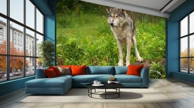 grey wolf (canis lupus) alert atop rock Wall mural