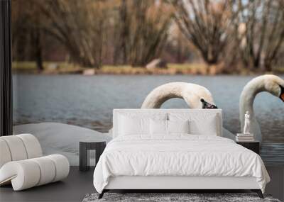 Two elegant swans on a pond  Wall mural