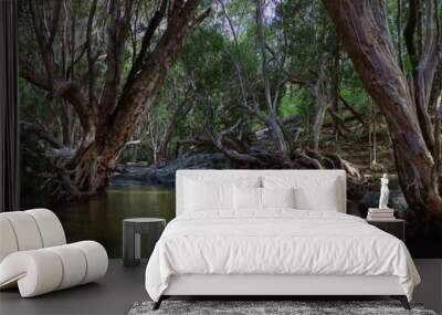 A wonderful tropical creek runs between mysterious curved trees and boulders. Davies Creek National Park , Upper Davies Creek and Dinden National Park. Far North Queensland, Australia. Image. Wall mural