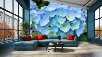 Azure Hydrangea Hybrid Cool blues and greens a large hydrangea w Wall mural