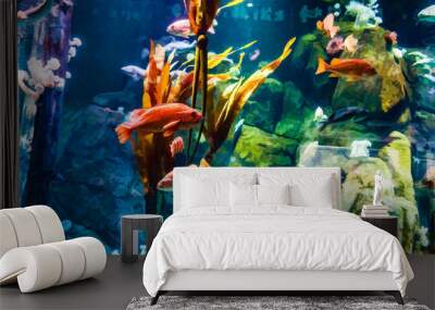 Aquarium Fish Illustration Wall mural