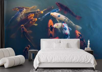 Curious Koi Fish 3 Wall mural