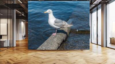 Friendly Seagull 2 Wall mural