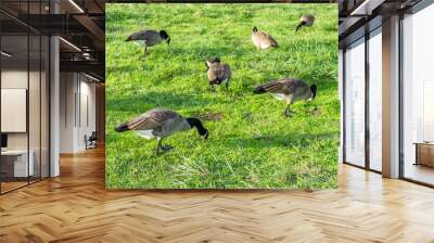 Geese In Grass Field 4 Wall mural