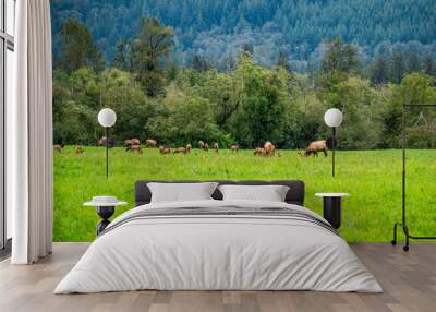 North Bend Elk Herd 4 Wall mural