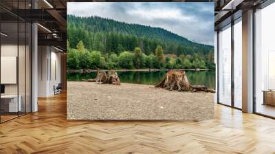 Rattlesnake Lake Stumps 3 Wall mural