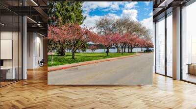 Seattle Park Cherry Flowers 2 Wall mural