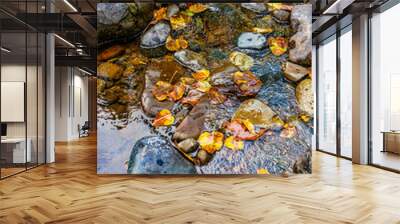 Water Leaves and Rocks 2 Wall mural