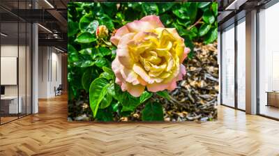 Yellow And Pink Rose Macro 2 Wall mural