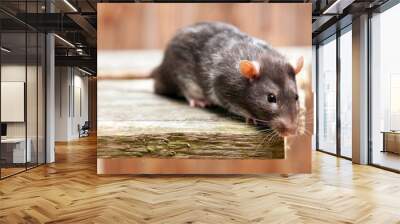 Pet rat Wall mural