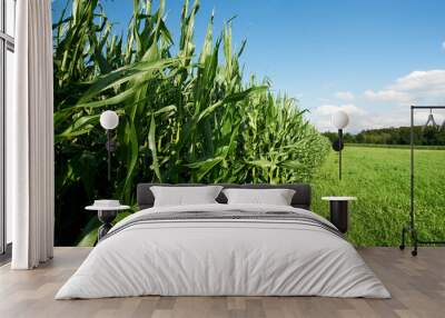 Fodder Corn Wall mural