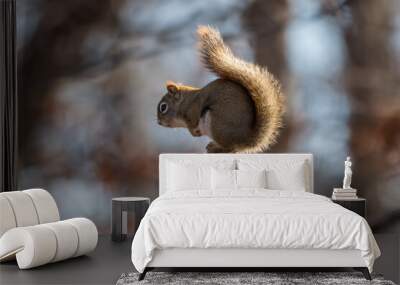 Red squirrel perched atop a small branch with blurred brown forest background Wall mural