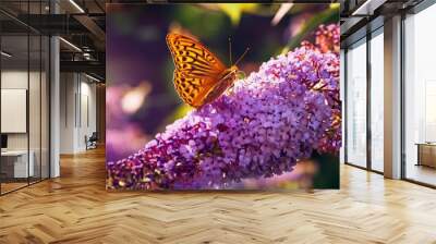 the silver washed fritillary argynnis paphia butterfly sitting on the buddleja or buddleia know also as butterfly bushes Wall mural