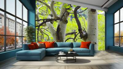 Aspen trunk Wall mural