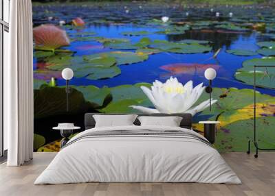 Water lilies in bloom Wall mural