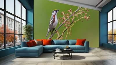 Chestnut-sided Warbler Wall mural