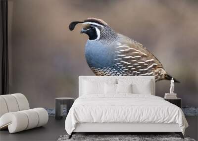 California Quail, male Wall mural