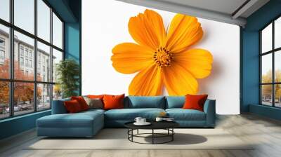 Cheerful Orange Cosmos Flower Isolated Wall mural