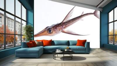 Elongated Lancetfish Against Immaculate White Background Wall mural