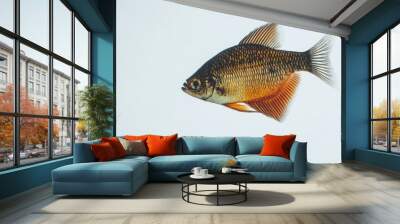 Exotic Gourami Specimen on Spotless White Canvas Wall mural