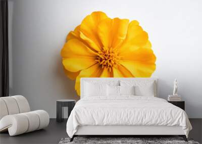 Ultra-Realistic UHD Photo of a Marigold Flower on White Background Wall mural