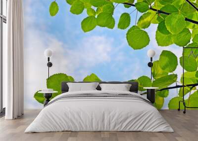 Aspen leaves on sky background Wall mural