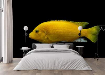 yellow fish on a black background Wall mural