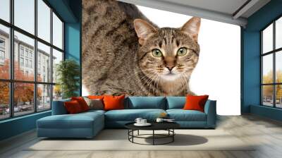 tabby cat on white Wall mural