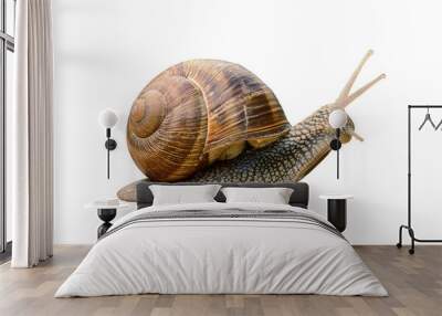 Grape snail isolated on a white background Wall mural