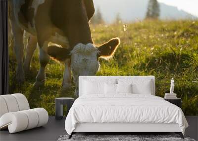 cow in the field grazing in beautiful sunlight in the mountains Wall mural