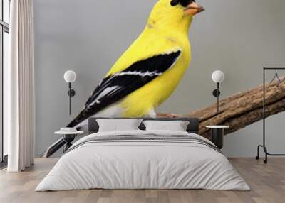 American Goldfinch (Spinus tristis) perched on a branch with a white background. Wall mural