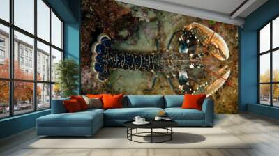 Homarus Lobster Wall mural