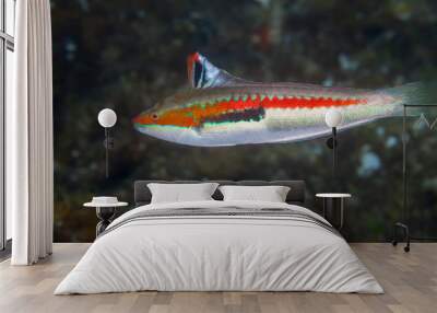 Mediterranean rainbow wrasse, Coris julis Wall mural