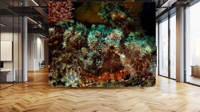 Scorpionfish, Scorpaenidae are a family of mostly marine fish that includes many of the world's most venomous species Wall mural