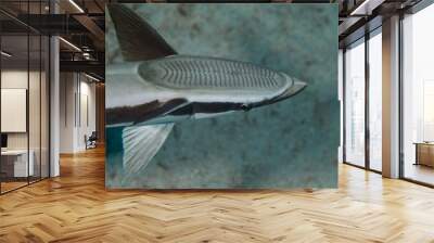 The live sharksucker or slender sharksucker (Echeneis naucrates) is a species of marine fish in the family Echeneidae Wall mural