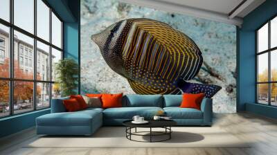 The Red Sea sailfin tang or Desjardin's sailfin tang (Zebrasoma desjardinii) Wall mural